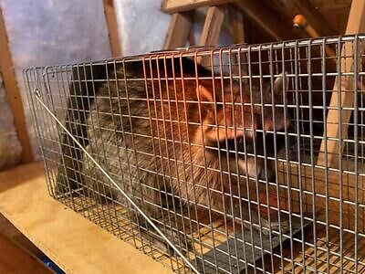 Oklahoma City raccoon trapping